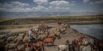 Daesh-e-Khawarij Steal Hundreds of Sheep in Syria and Sell Them to a Militia
